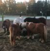 Landwirtschaft auf Hof jaddatz unsere Pferde