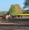 Reitgelände beim Hof Jaddatz in Ziemitz am Peenestrom