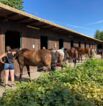 Reiterferien auf dem Reiterhof Jaddatz am Peenestrom